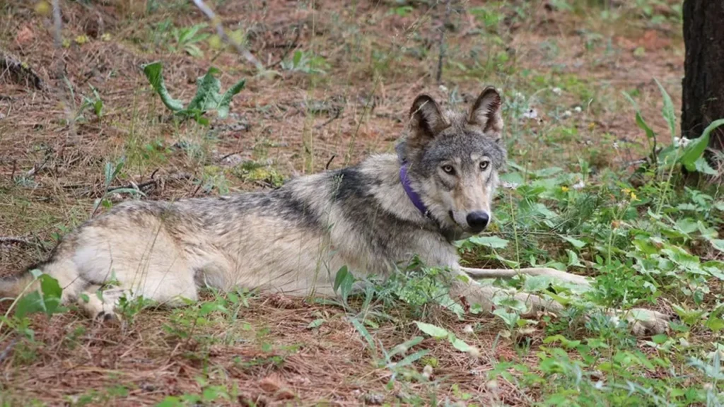 wfp cdfw gray wolf